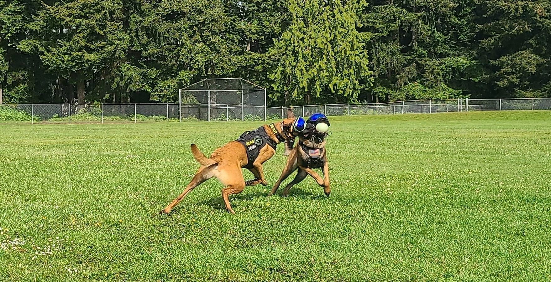 Belgian Malinois catching a ball